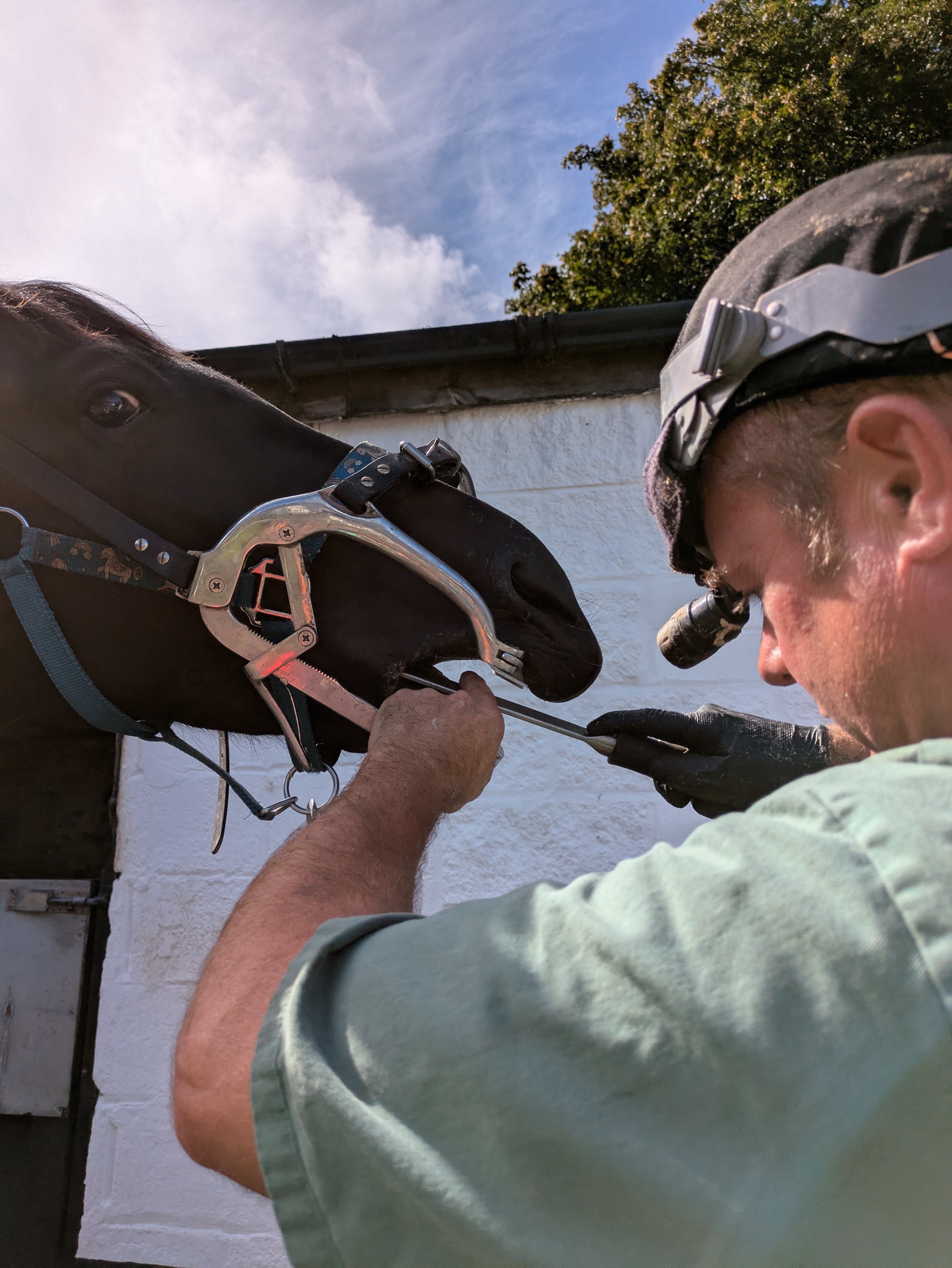 Emil working with horse