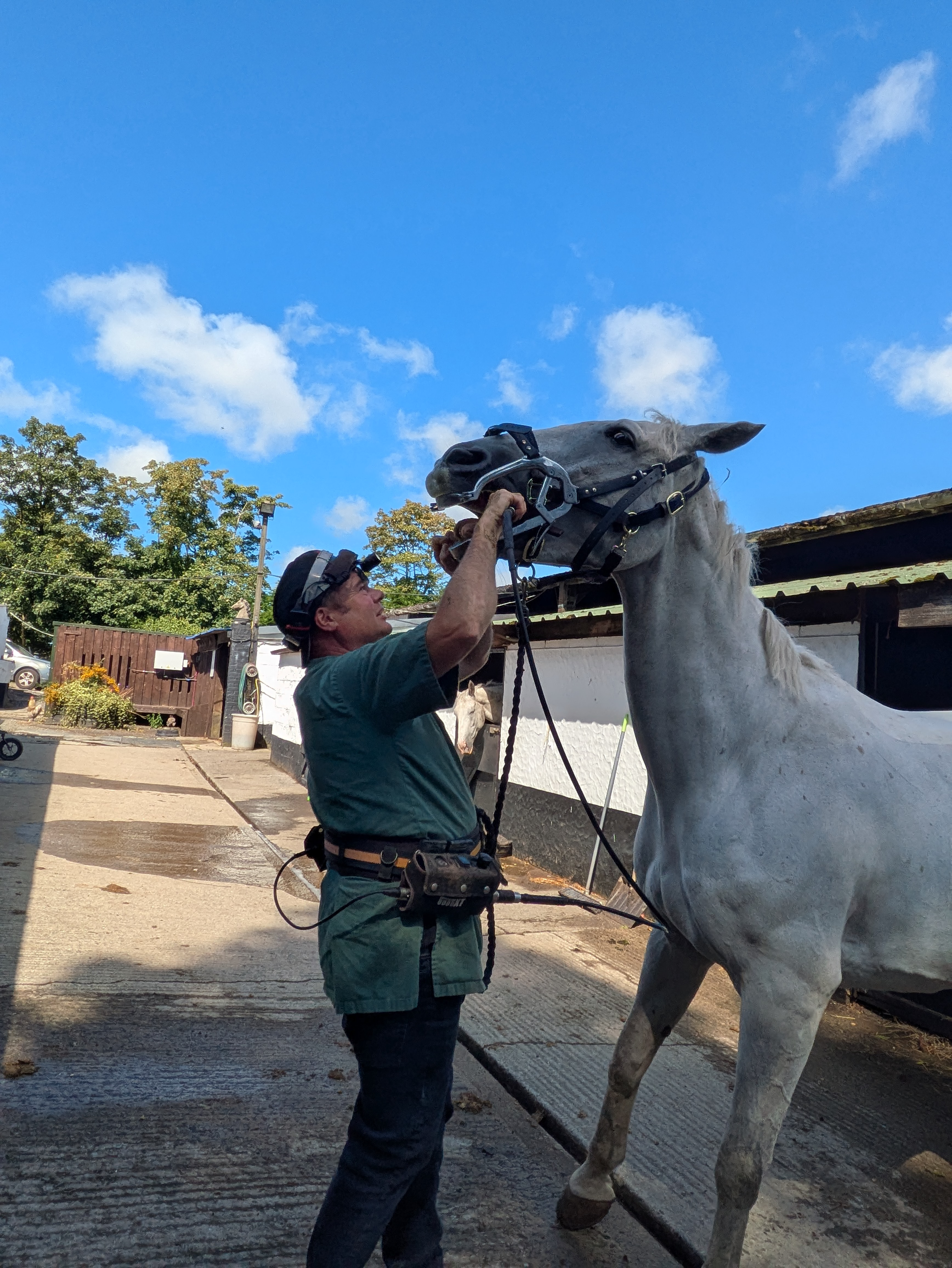 Pony care